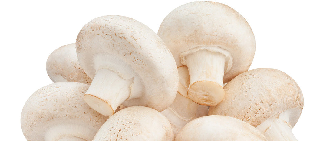 The Role of Disposable Temperature Loggers in Mushroom Transportation