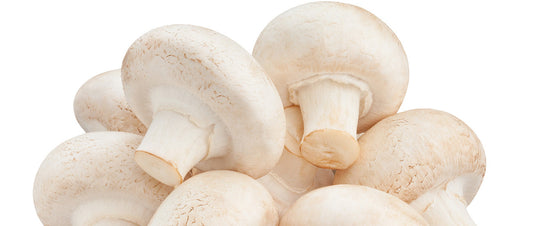 The Role of Disposable Temperature Loggers in Mushroom Transportation