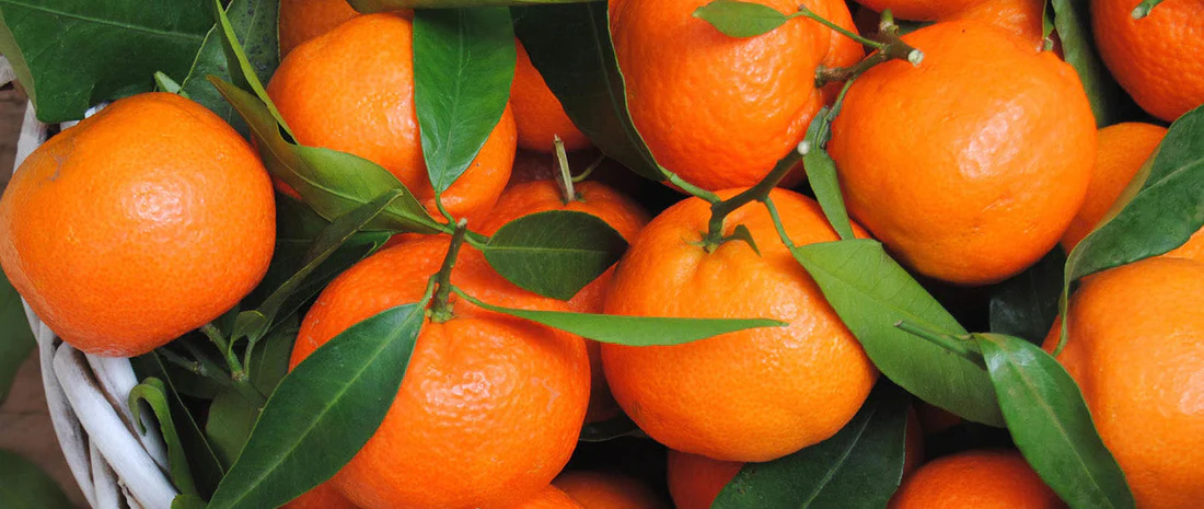 Disposable temperature recorders play a crucial role in orange transportation