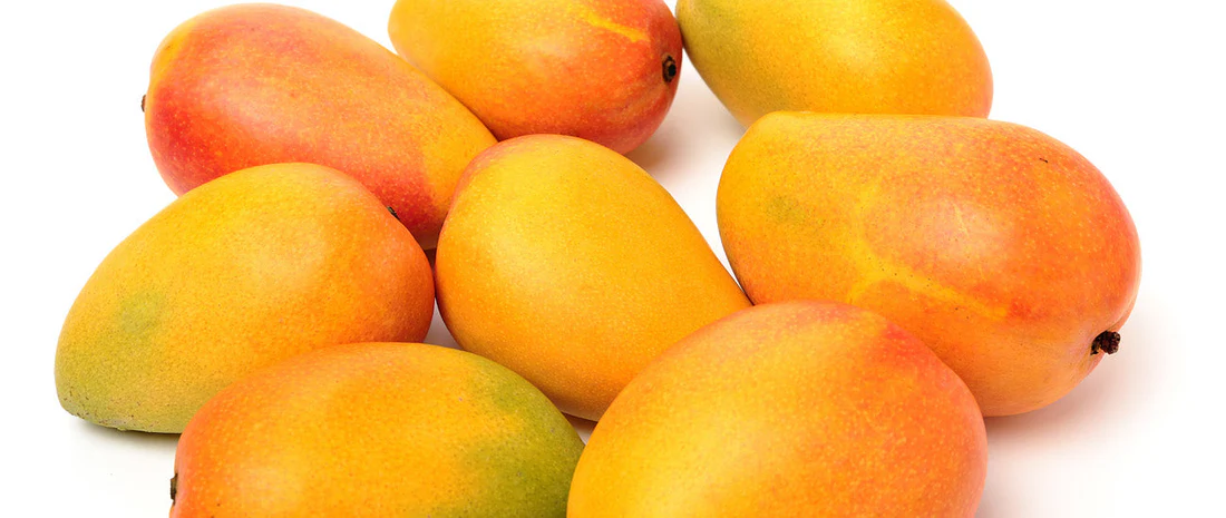 Disposable temperature recorders are vital for mango transportation