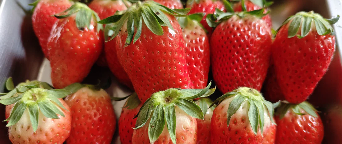 Single Use temperature recorders are indispensable for strawberry transportation